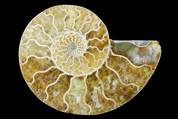 Cut & Polished Ammonite Fossil (Half) - Agate Replaced #146135